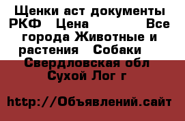 Щенки аст документы РКФ › Цена ­ 15 000 - Все города Животные и растения » Собаки   . Свердловская обл.,Сухой Лог г.